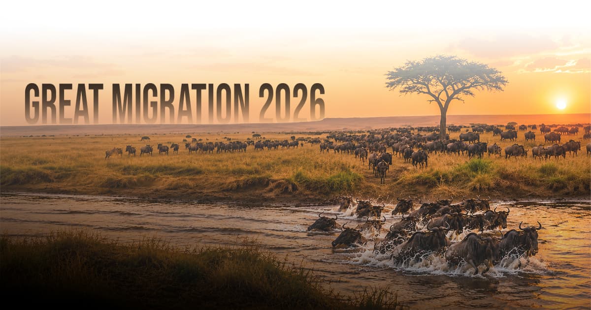Great Migration 2026: Make Your Maasai Mara Hotel the First Choice This Peak Season